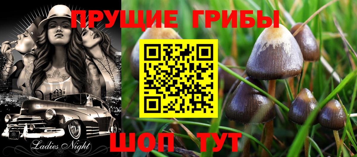 Галлюциногенные грибы Psilocybe  Вход с VPN  Каменск-Шахтинский 